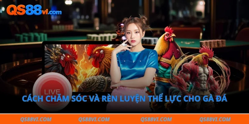 Cách chăm sóc và rèn luyện thể lực cho gà đá chuyên nghiệp