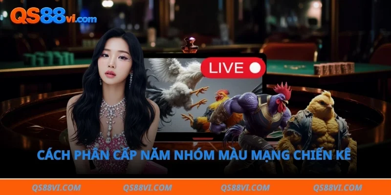 Cách phân cấp năm nhóm màu mạng chiến kê chuẩn phong thủy