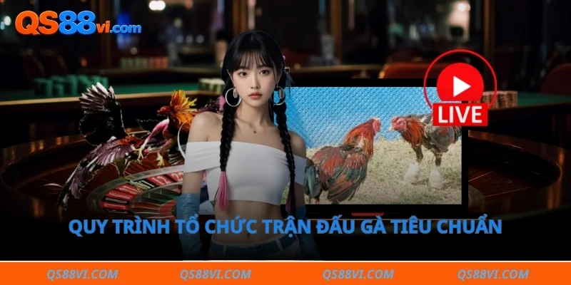 Quy trình tổ chức trận đấu gà tiêu chuẩn tại đấu trường thomo